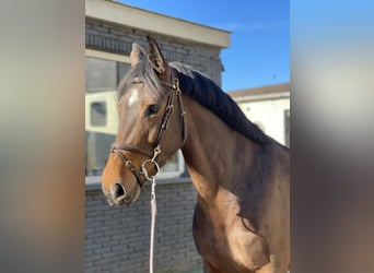 KWPN, Stute, 5 Jahre, 162 cm, Dunkelbrauner