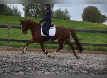 KWPN, Stute, 5 Jahre, 162 cm, Fuchs