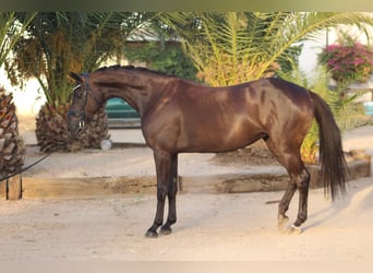 KWPN, Stute, 5 Jahre, 162 cm, Rappe