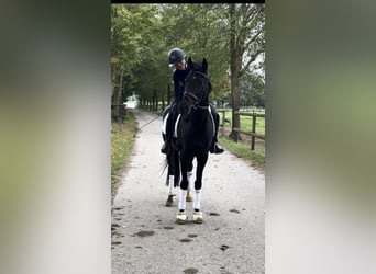 KWPN, Stute, 5 Jahre, 162 cm, Rappe