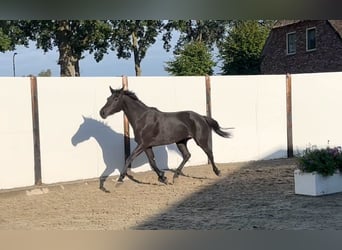 KWPN, Stute, 5 Jahre, 162 cm, Rappe