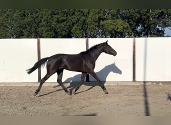 KWPN, Stute, 5 Jahre, 162 cm, Rappe