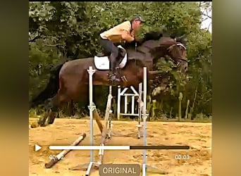 KWPN, Stute, 5 Jahre, 163 cm, Brauner