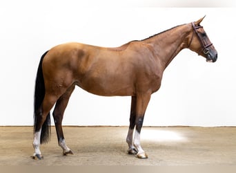 KWPN, Stute, 5 Jahre, 163 cm, Brauner