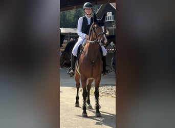 KWPN, Stute, 5 Jahre, 163 cm, Brauner