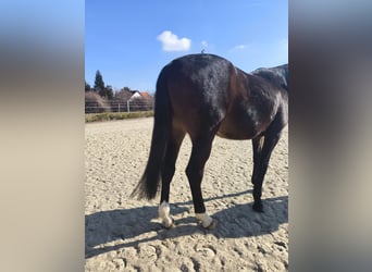 KWPN, Stute, 5 Jahre, 163 cm, Dunkelbrauner