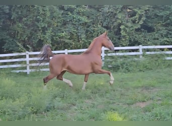 KWPN, Stute, 5 Jahre, 163 cm, Dunkelfuchs