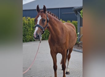 KWPN, Stute, 5 Jahre, 163 cm, Fuchs