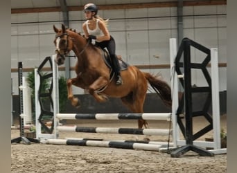 KWPN, Stute, 5 Jahre, 163 cm, Fuchs