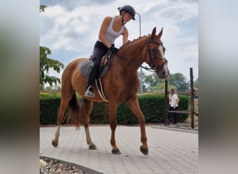 KWPN, Stute, 5 Jahre, 163 cm, Fuchs