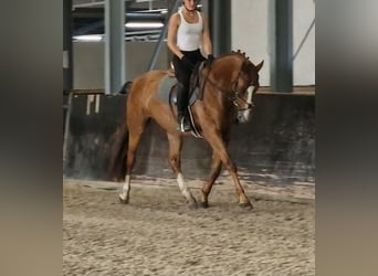 KWPN, Stute, 5 Jahre, 163 cm, Fuchs
