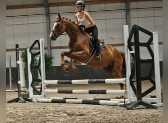 KWPN, Stute, 5 Jahre, 163 cm, Fuchs