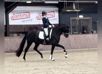 KWPN, Stute, 5 Jahre, 163 cm, Rappe