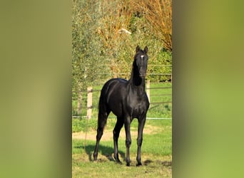 KWPN, Stute, 5 Jahre, 163 cm, Rappe