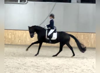 KWPN, Stute, 5 Jahre, 163 cm, Rappe