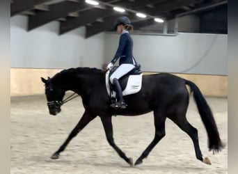 KWPN, Stute, 5 Jahre, 163 cm, Rappe