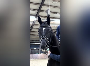 KWPN, Stute, 5 Jahre, 163 cm, Rappe