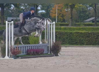 KWPN, Stute, 5 Jahre, 163 cm, Schimmel