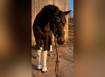 KWPN, Stute, 5 Jahre, 163 cm, Schwarzbrauner