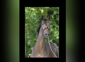 KWPN, Stute, 5 Jahre, 164 cm, Brauner