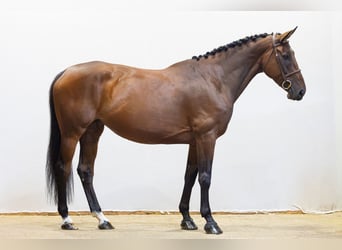 KWPN, Stute, 5 Jahre, 164 cm, Brauner