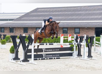 KWPN, Stute, 5 Jahre, 164 cm, Brauner