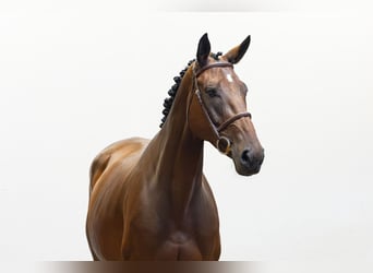 KWPN, Stute, 5 Jahre, 164 cm, Brauner