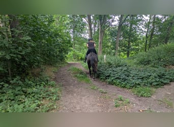 KWPN, Stute, 5 Jahre, 164 cm, Dunkelbrauner