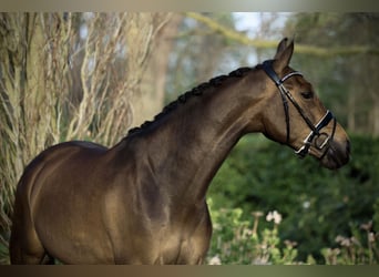 KWPN, Stute, 5 Jahre, 164 cm, Dunkelbrauner