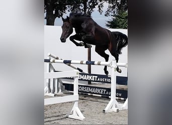 KWPN, Stute, 5 Jahre, 164 cm, Dunkelbrauner