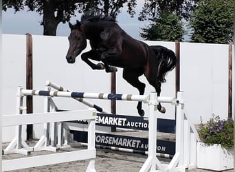 KWPN, Stute, 5 Jahre, 164 cm, Dunkelbrauner