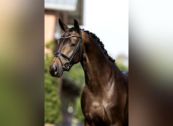 KWPN, Stute, 5 Jahre, 164 cm, Rappe