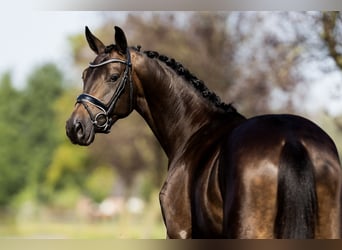 KWPN, Stute, 5 Jahre, 164 cm, Rappe