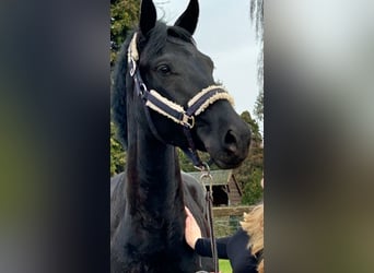 KWPN, Stute, 5 Jahre, 164 cm, Rappe