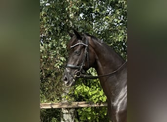 KWPN, Stute, 5 Jahre, 164 cm, Rappe