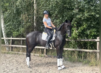 KWPN, Stute, 5 Jahre, 164 cm, Rappe