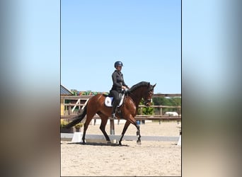 KWPN, Stute, 5 Jahre, 165 cm, Brauner