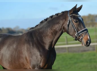 KWPN, Stute, 5 Jahre, 165 cm, Dunkelbrauner