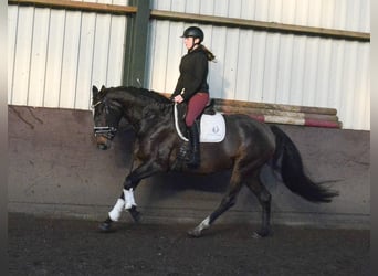 KWPN, Stute, 5 Jahre, 165 cm, Dunkelbrauner