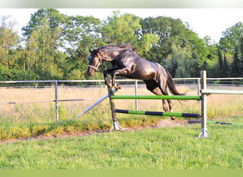 KWPN, Stute, 5 Jahre, 165 cm, Dunkelbrauner