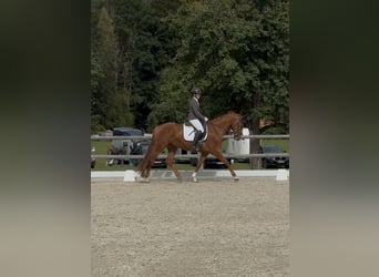 KWPN Mix, Stute, 5 Jahre, 165 cm, Fuchs
