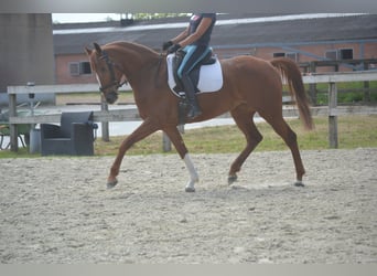 KWPN, Stute, 5 Jahre, 165 cm, Fuchs
