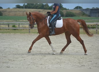 KWPN, Stute, 5 Jahre, 165 cm, Fuchs