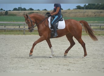 KWPN, Stute, 5 Jahre, 165 cm, Fuchs