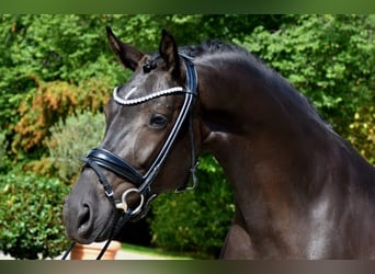 KWPN, Stute, 5 Jahre, 165 cm, Rappe
