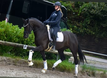 KWPN, Stute, 5 Jahre, 165 cm, Rappe