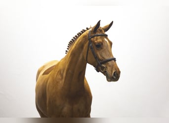 KWPN, Stute, 5 Jahre, 165 cm