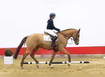 KWPN, Stute, 5 Jahre, 165 cm