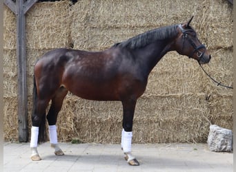 KWPN, Stute, 5 Jahre, 166 cm, Brauner
