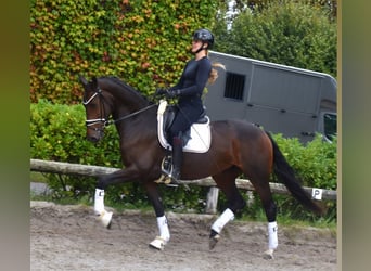 KWPN, Stute, 5 Jahre, 166 cm, Brauner